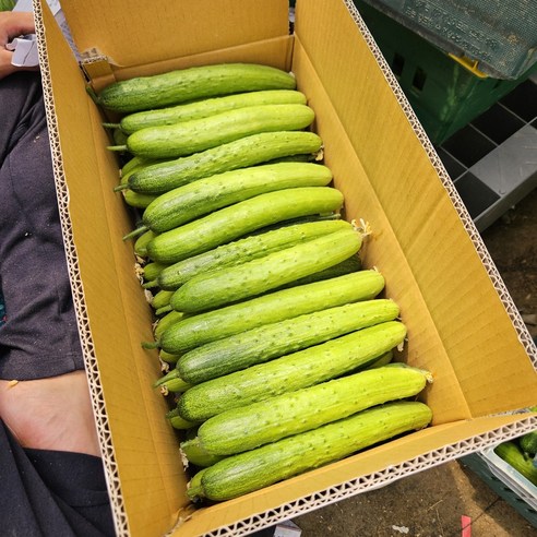 백다다기오이 오이지용 오이소박이 백오이 50개, 백오이 상 / 50개(약10kg)