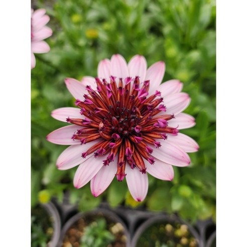 삭막한 내 책상에 생기를! 겹데모루 하나로 얻는 놀라운 변화 겹데모루