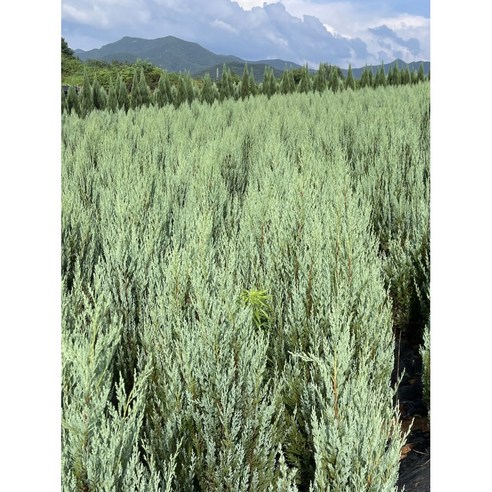 달빛 아래 빛나는 싱그러움, 문그로우로 당신의 공간을 특별하게.