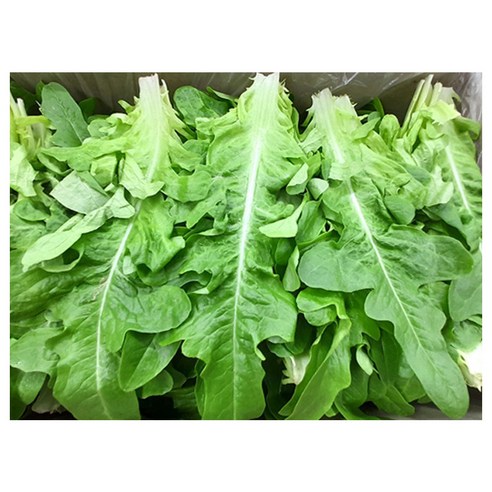 야채왕 오크 1kg 오크리프 오크잎 오크맆