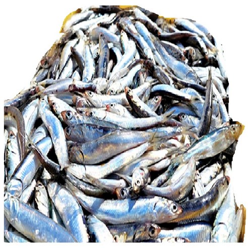 오늘 저녁, 멸치볶음 하나로 식탁을 풍성하게! 싱싱한 남해바다 생멸치 이야기 생멸치