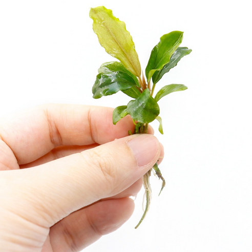 어항 속 숨겨진 보석, 부세파란드라 브라우니로 특별한 수초 레이아웃 완성하기 부세파란드라