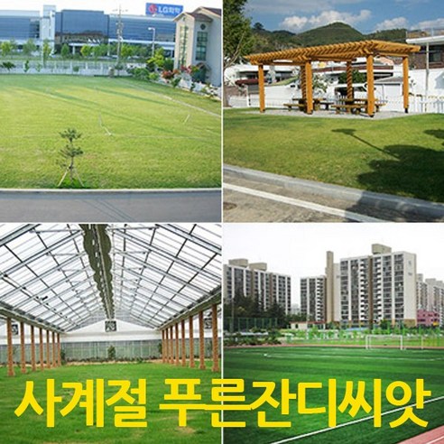 푸르네오 [오후5시 이전 주문 발송] 사계절푸른잔디씨앗 잔디씨 잔디씨앗 정원용 (마사토 은색), 1개