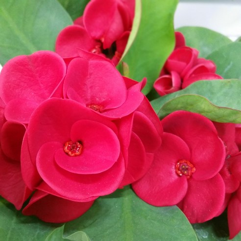 원숭이꼬리선인장 [용이네화원] 볼빨간 장미 꽃기린 130 농원, 1개 Best Top5