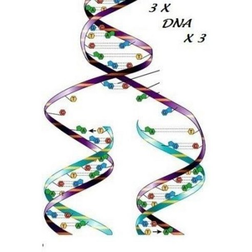 3 X DNA X 3 Paperback, Lulu.com