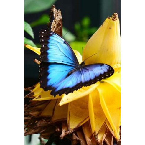 Blue Morpho Butterfly Journal: 150 Page Lined Notebook/Diary Paperback, Createspace Independent Publishing Platform