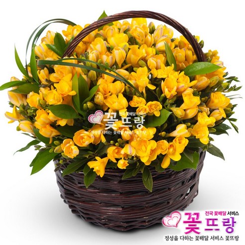 [웨딩나우ㅣ강추] 후리지아꽃바구니 생일/기념일/프로포즈/축하꽃배달: 사랑하는 사람을 위한 화려한 표현 [WeddingNOWㅣ인기상품]