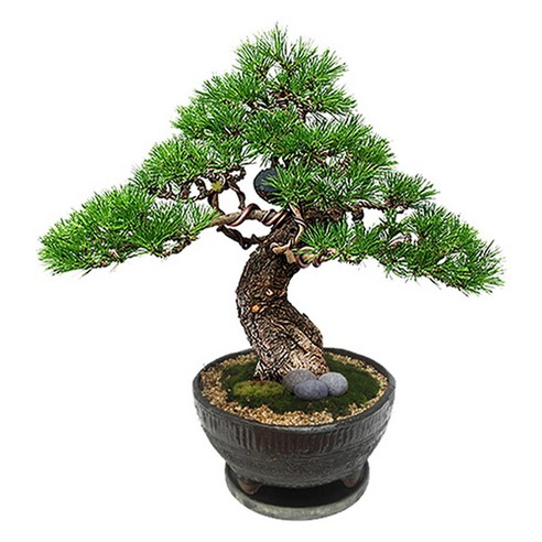 플라워리퍼블릭 소나무분재1 승진분재 취임분재 분재선물 Best Top5