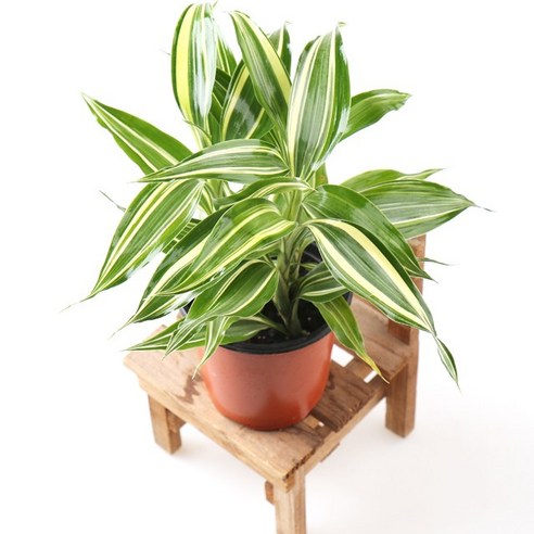 갑조네 빅토리아 공기정화식물 미세먼지제거 먼지먹는식물 실내공기정화, 1개