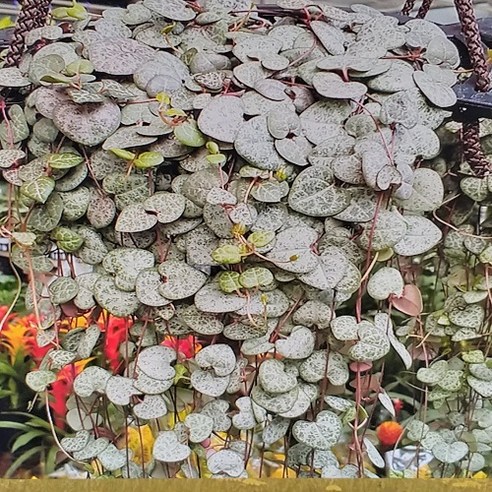 행복한 꽃순이 러브체인 대품, 1개