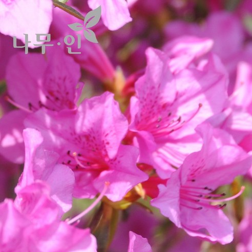 [나무인] 자산홍 10개 분홍색철쭉