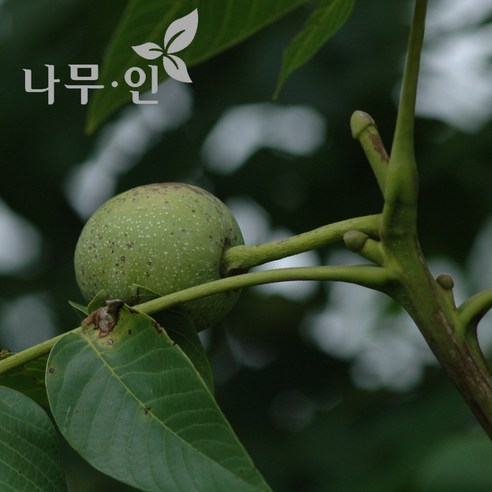 미래를 심는 특별한 경험, [나무인] 왕호두나무 묘목