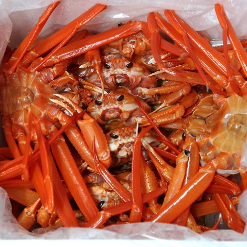 참한푸드 독도 싱싱홍게 산지직송(활어 자숙), 일반(활어) 3kg, 1개 - 대게 | 쿠팡