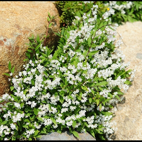 애기말발도리, 작은 행복을 심다