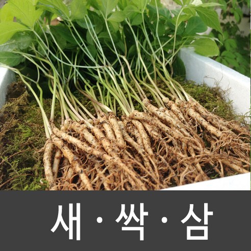 장성 새싹삼 새싹인삼 특 대 중 소, 1box, 특 (20뿌리)