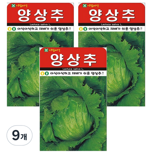 양상추 씨앗 씨 종자, 9개