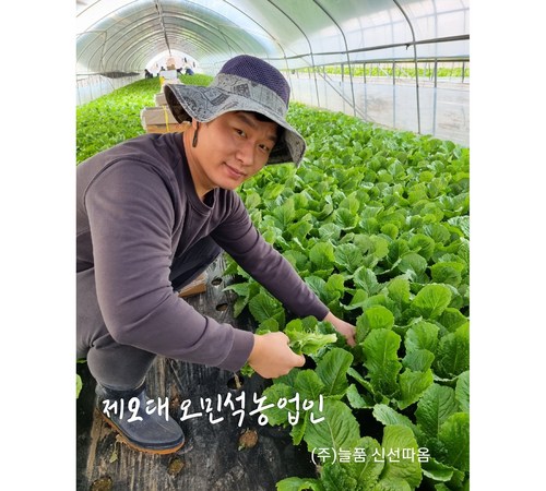 신선한 품질의 상추