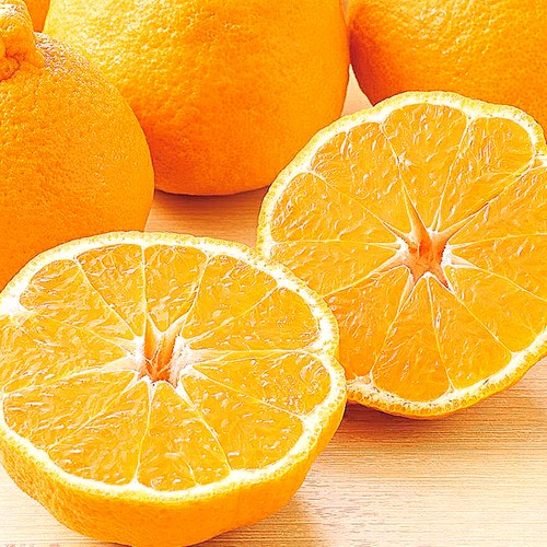 고당도 제주 청정 한라봉 명절선물, 1박스, 3kg(선물용 9-11과)