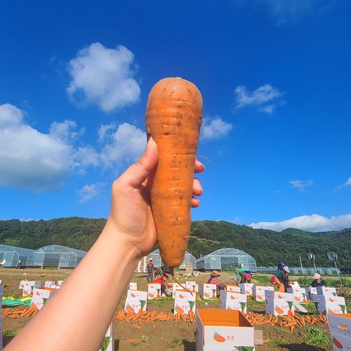 제주당근