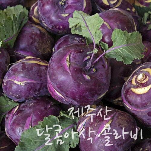 콜라비