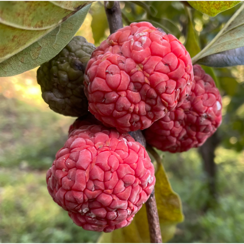 꾸지뽕 열매 2kg 무농약 냉동 햇 ******뽕 구지뽕 나무 잎 덕진푸드, 1개