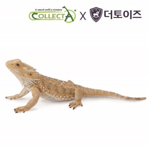 도마뱀키우기