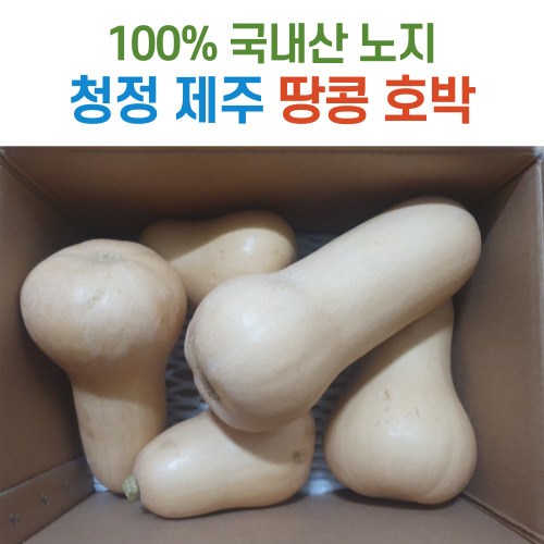 땅콩호박