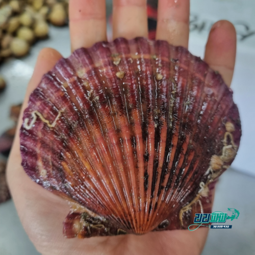 리리파파농수산 홍가리비, 1박스, 홍가리비 2kg