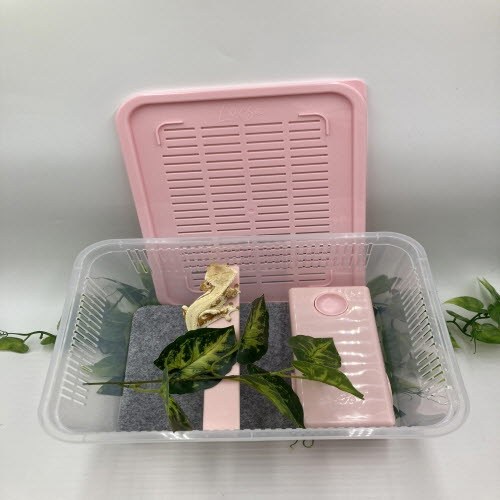 도마뱀키우기