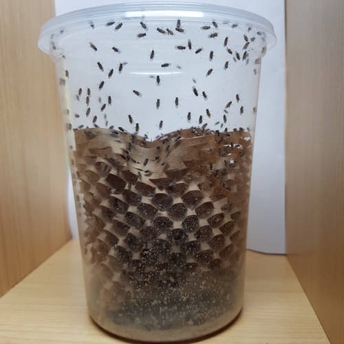 먹이용 큰 흔적날개초파리 사마귀 개구리 소형 동물 먹이 300마리 or 50마리 (흔날초), 50마리(배양용), 기본포장(여름겨울철선택x), 1개