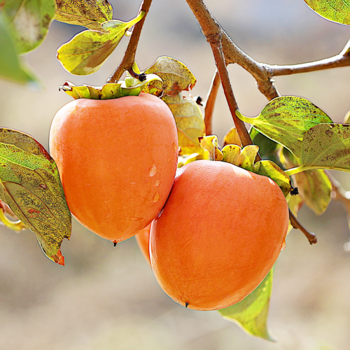 특품 대봉감 특상품 홍시, 1개, 5kg 대과