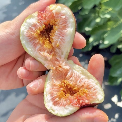 농장스 고당도 영암 무화과, 1박스, 홍무화과 2~2.4kg