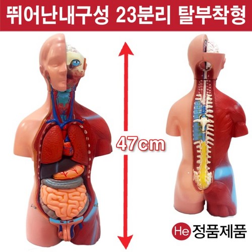 여자발모형