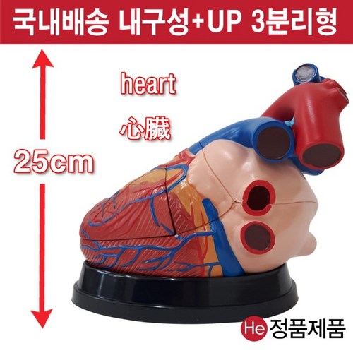 발모형