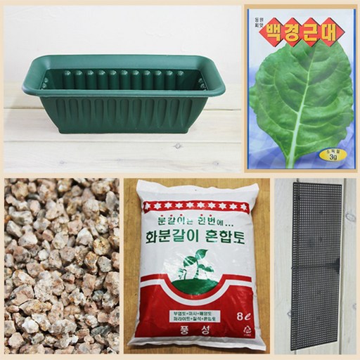 행복한세상 텃밭가꾸기 중 근대
