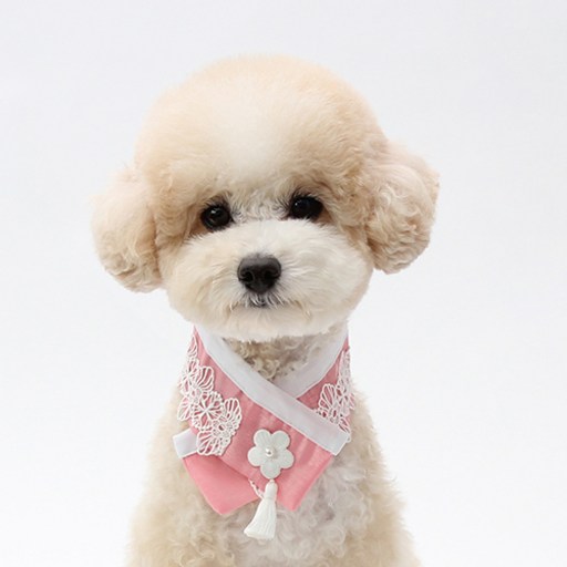 이츠독 수선화 한복 케이프 강아지 고양이 겸용