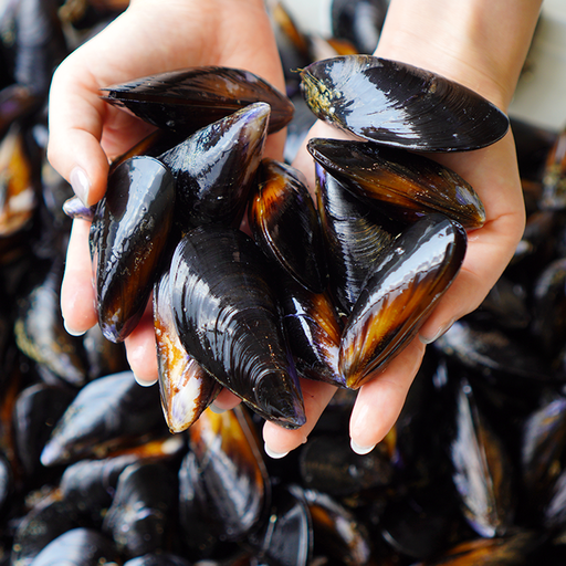 당일채취 당일발송 국내산 남해안 손질 세척 홍합, 1개, 3kg