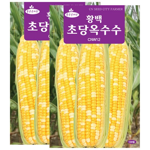 세인화분 황백 초당옥수수씨앗 100립 옥수수씨 초당 옥수수 씨앗