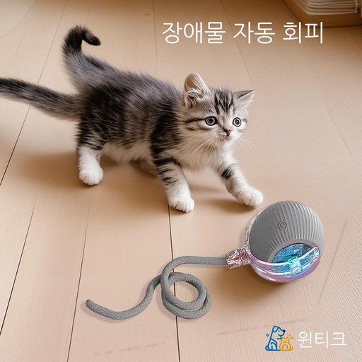 윈티크 고양이 꼬리잡기 스마트볼 공놀이 장난감