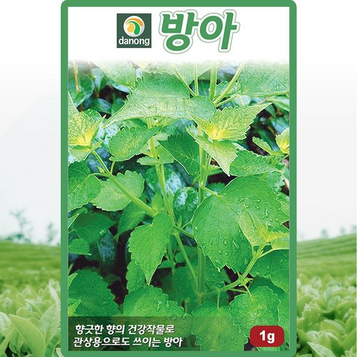 다농 방아 씨앗 1g