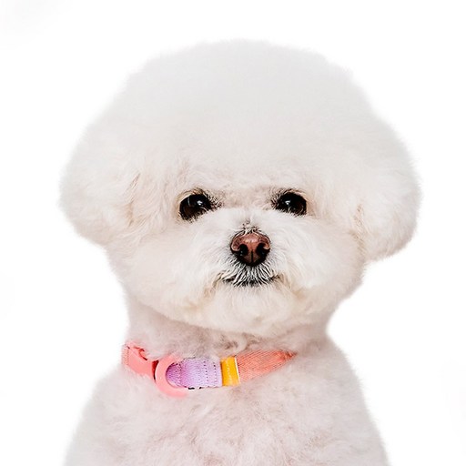 마이플러피 강아지 제로칼라 목줄