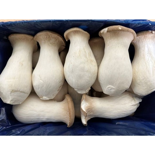 백광농장 국내산 새송이버섯(보통) 2kg, 1개