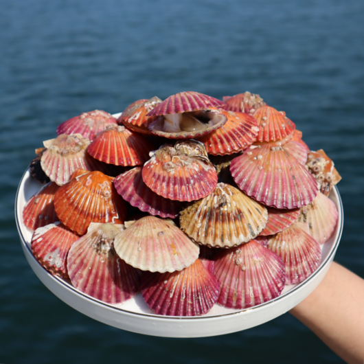 가리비 산지직송 제철 홍가리비, 1개, 3kg (60미 내외)