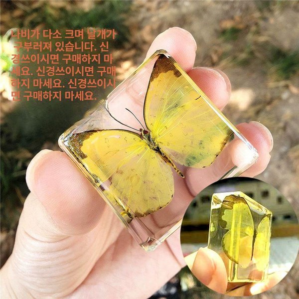 박제 곤충 체험 장수풍뎅이 농원 투명 표본상자 교육용
