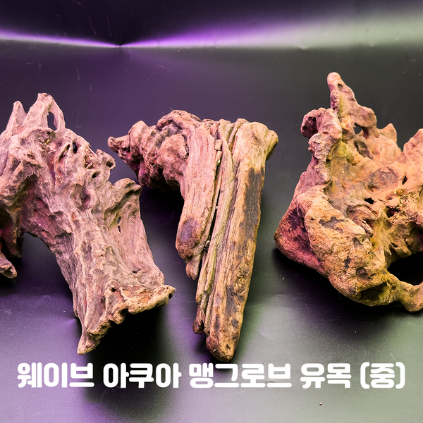 맹그로브 유목 중