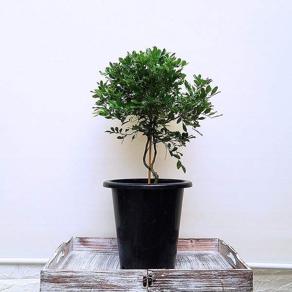 [꽃파는농부] 향기로운 꽃이 피는 오렌지자스민, 대품, 1개