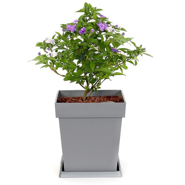 브룬펠시아 자스민 50cm, 1개