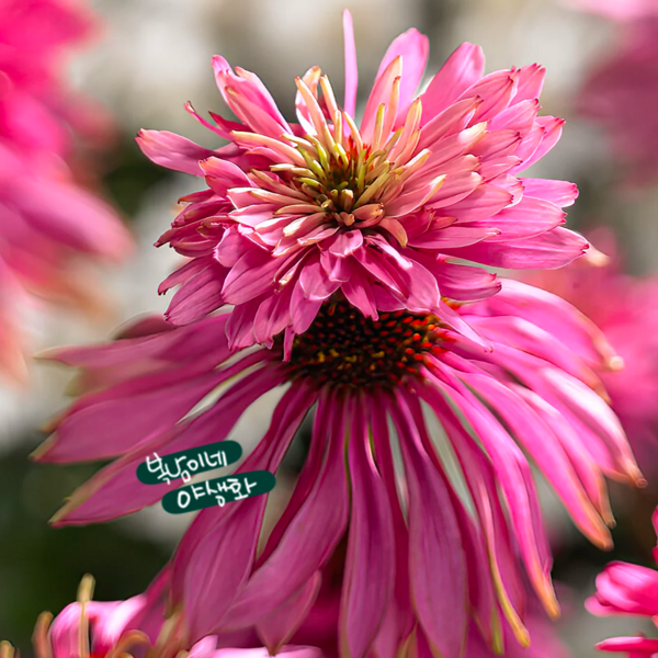 echinacea 더블데커 [3포트 핑크 에키네시아 모종], 3개