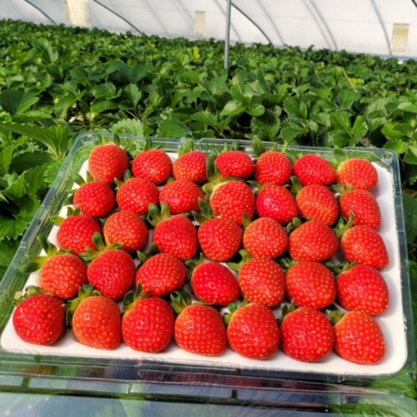 최상급 산지직송 설향딸기, 700g, 중(20~35구), 1개