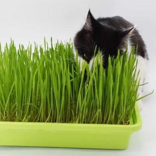 채가원 퍼피가드 캣글라스 2종, 보리 + 밀, 1세트